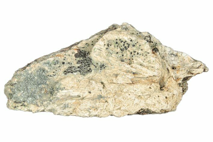 Dinosaur (Triceratops) Frill Shield Section - Montana #323853